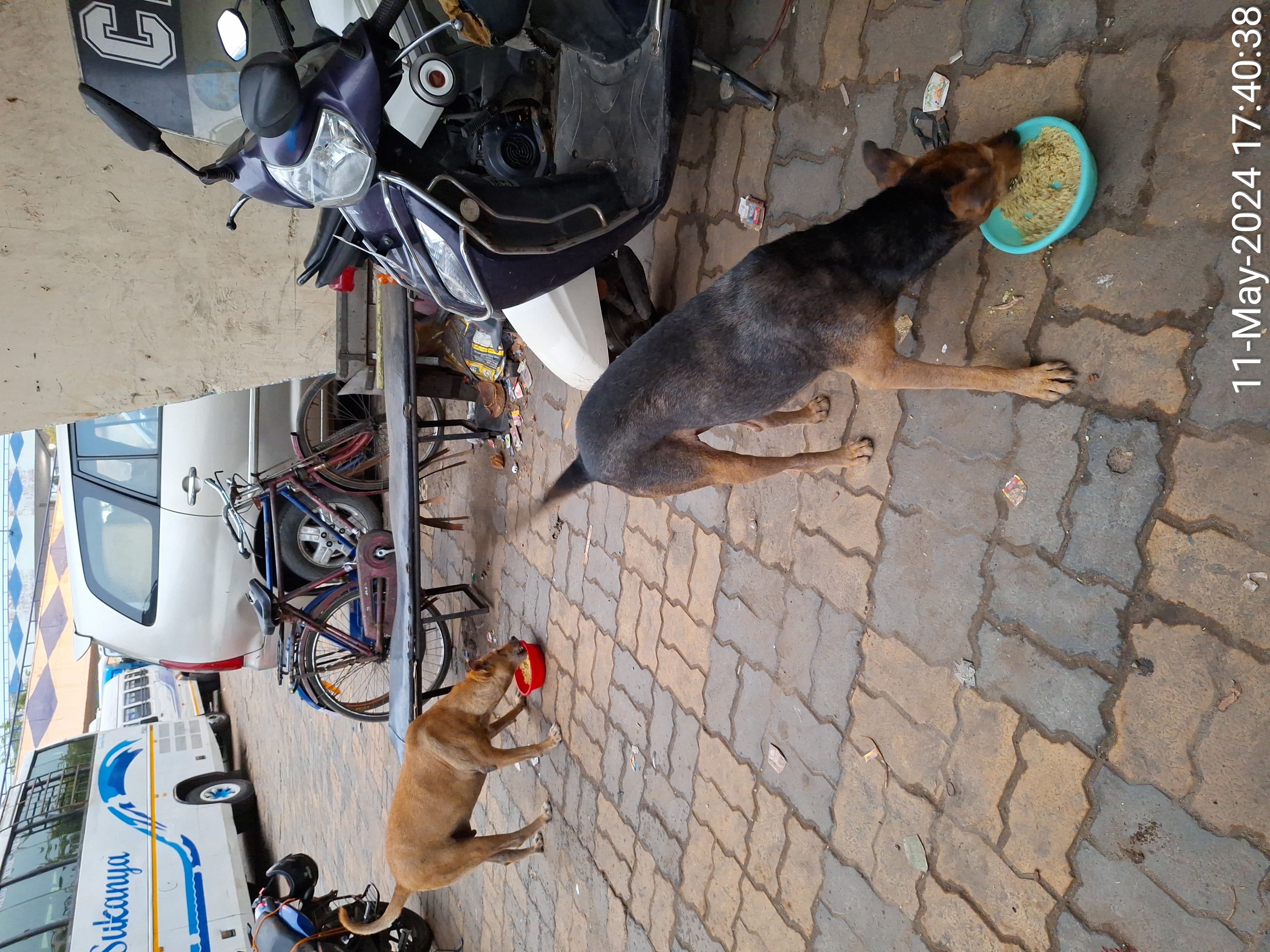 Daily feeding of street dogs in Howrah
